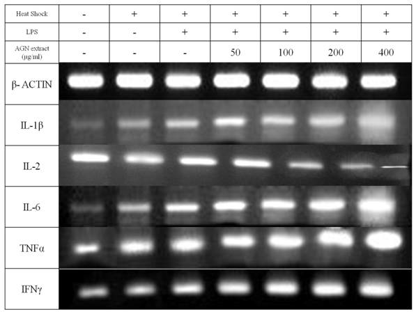 Expressions of mRNA for cytokines in LPS-stimulated murine splenocytes treated with AGN root hot water extract for 24 hours
