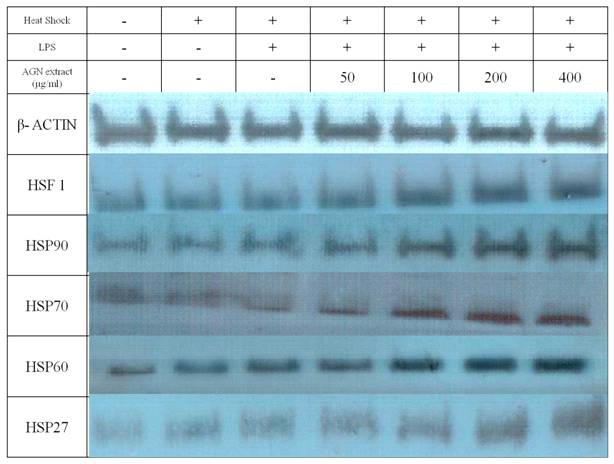 Expressions of heat stress proteins in LPS-stimulated murine splenocytes treated with AGN root hot water extract for 24 hours.