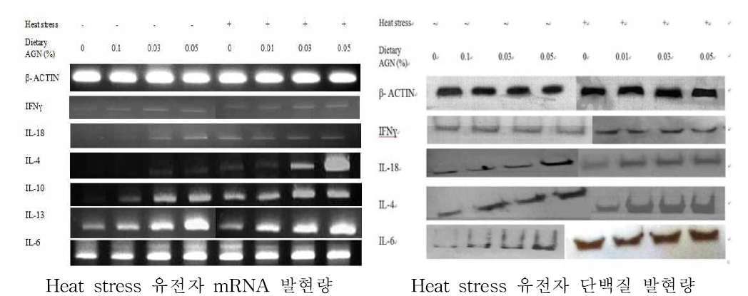 Splenic cytokines mRNA expressions of the control and AGN supplemented Ross broiler chickens grown on normal and increased environmental temperature. Effect of Ulmus pumila L. ethanol extracts on cell proliferation, DNA fragmentation and mRNA expression in 3T3-L1 cells under heat stress