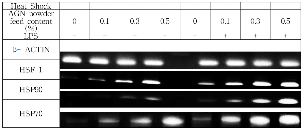 mRNA expression of heat shock related genes in PBMC (with and without LPS stimulation) of non-heat stressed broiler chickens supplemented with AGN root powder