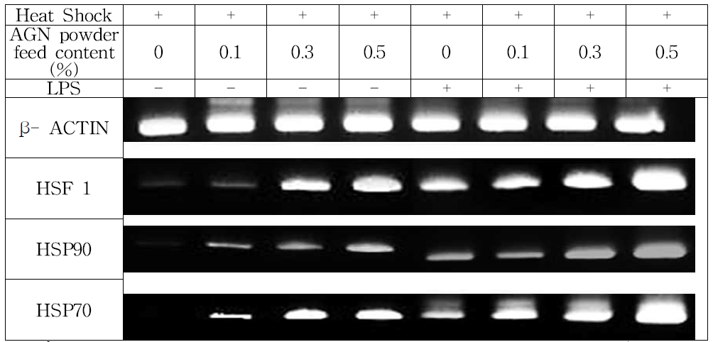 mRNA expression of heat shock related genes in PBMC (with and without LPS stimulation) of heat stressed broiler chickens supplemented with AGN root powder