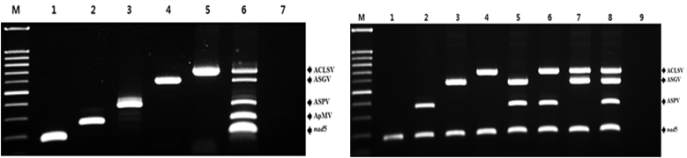 사과 바이러스 무독화 검정에 이용한 복합진단 RT-PCR