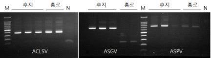 기내에서 계대 배양한 시료에서 RT-PCR을 이용한 바이러스 재검출