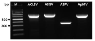 사과 바이러스(ACLSV, ASGV, ASPV, ApMV) 동정