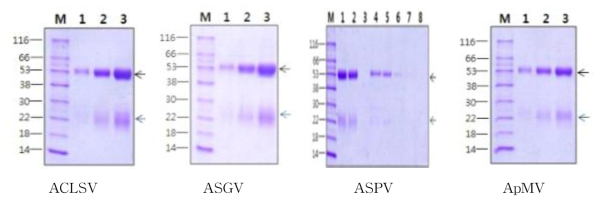 사과 바이러스(ACLSV, ASGV, ASPV, ApMV) IgG 정제