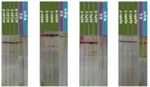 사과 바이러스 Immuno-strip 진단키트 검정