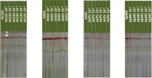 사과 바이러스 Immuno-strip 진단키트 민감도