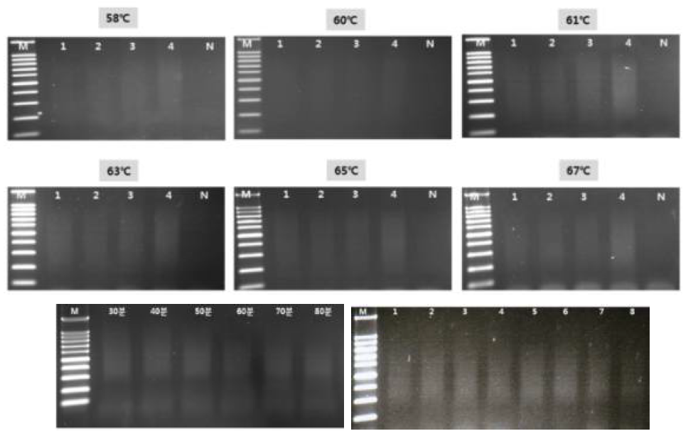 사과 바이로이드(ASSVd) LAMP 증폭을 위한 온도, 시간 및 프라이머 농도 조건