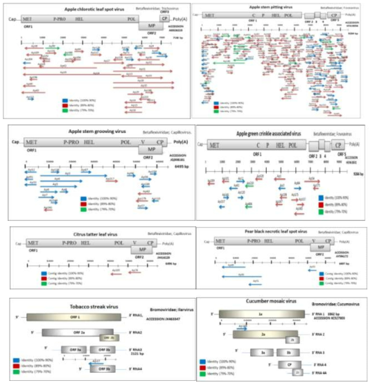Paired-end RNA sequencing 결과 확보된 269개 contig들의 annotation 기준으로 사과 감염 바이러스들의 reference 서열에 대한 상대적 위치
