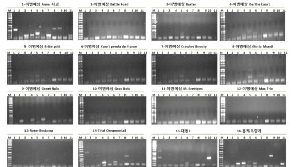 표 1에서 설계 및 제작된 primer에 의하여 실시된 RT-PCR 결과