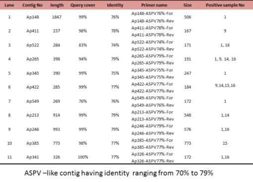 ASPV로 추정되나 상동성 70% 수준의 contig으로부터 설계된 primer 리스트 및 각각의 contig에 대한 감염주로 확인된 시료