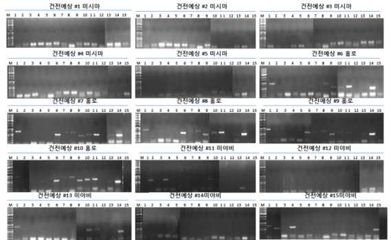 표 2에서 설계 및 제작된 primer에 의하여 실시된 RT-PCR 결과