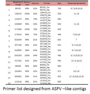 ASPV 유래로 추정되는 contig로부터 설계 및 제작된 primer 리스트 및 각각의 contig에 감염된 건전주 시료