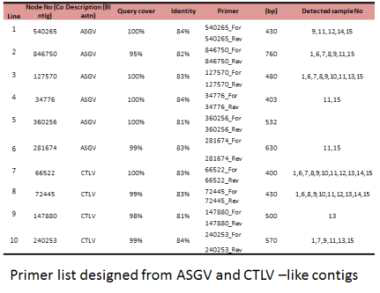 ASGV 및 CTLV 유래로 추정되는 contig로부터 설계 및 제작된 primer 리스트 및 각각의 contig에 감염된 건전주 시료