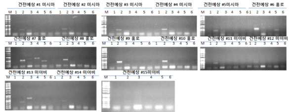 표 4에서 설계 및 제작된 primer에 의하여 실시된 RT-PCR 결과