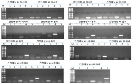 표 5에서 설계 및 제작된 primer에 의하여 실시된 RT-PCR 결과