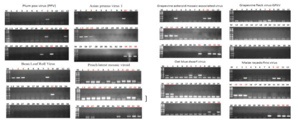 Paired-end RNA sequencing 결과 확보된 18종 바이러스와 3종 바이로이드 가운데 7종 바이러스와 1종의 바이로이드를 확인한 결과 복숭아를 포함 핵과류 시료에서 모두 검출되었다.