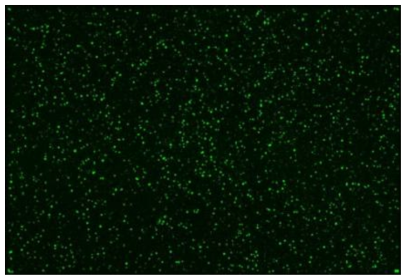 60,000개의 probe가 탑재된 Agilent microarray의 반응 실험 이후 실제 이미지 사진