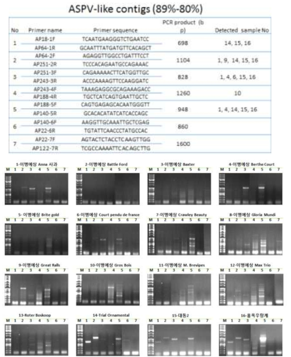 16개 바이러스 이병 의심 증상을 나타내는 사과 시료를 대상으로 ASPV의 변종 발생 수준을 확인한 프라이머 정보 및 RT-PCR 결과.