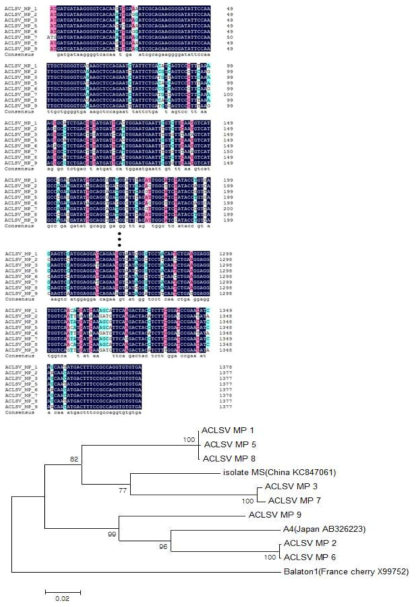 ACLSV MP 염기서열 분석 및 phylogenetic analysis