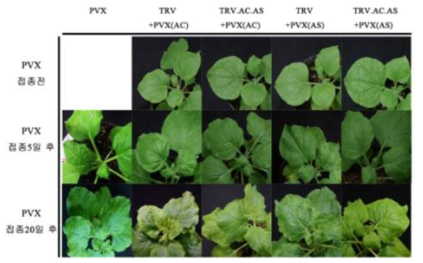 모델식물(담배) RNAi 효능평가