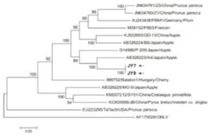 ACLSV phylogenetic analysis (full-genome sequence)