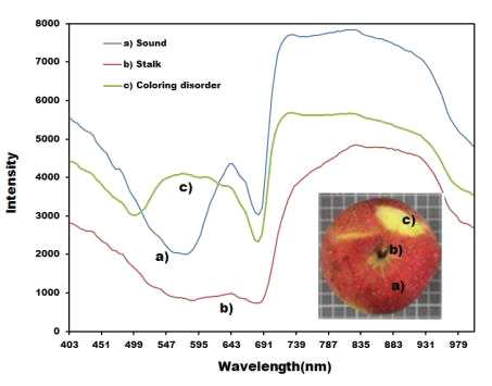 착색이상 및 정상 부위의 VNIR 초분광 반사 스펙트럼 비교(13번 시료)