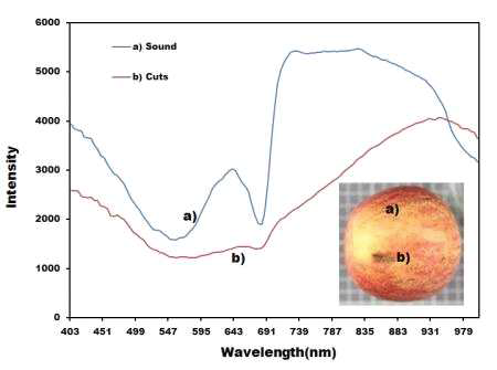 상처 및 정상 부위의 VNIR 초분광 반사 스펙트럼 비교(2번 시료)