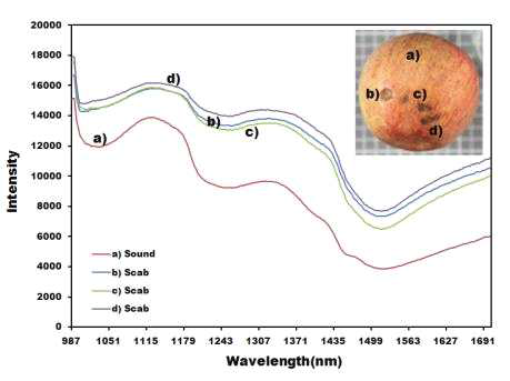 병해 및 정상 부위의 SWIR 초분광 반사 스펙트럼 비교(9번 시료)