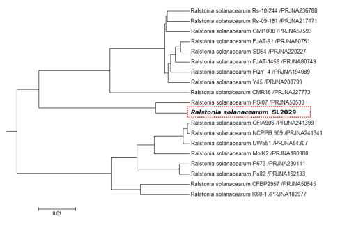 Hierarchical clustering of Ralstonia solanacearum SL2029 with other R. solanacearum strains using Average Nucleotide Identity values.