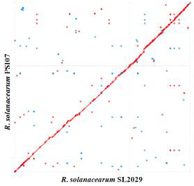 Comparison of the R. solanacearum SL2029 genome with R. solanacearum PSI07 genome using the MUMmer alignment tool. SL2029 is on the X-axis and PSI07 is on the Y-axis.