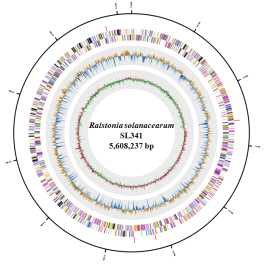 Circular genome map of Ralstonia solanacearum SL341.