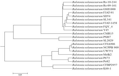 Hierarchical clustering of R. solanacearum SL341 with other R. solanacearum strains using Average Nucleotide Identity values.