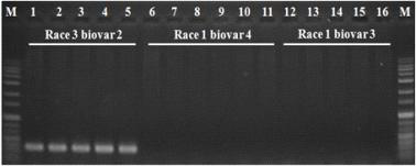 PCR assay for discriminative detection of Ralstonia solanacearum biovar 2 strains with 18890F/18890R primer set. M, 1 kb size marker.