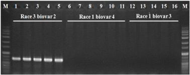 PCR assay for discriminative detection of Ralstonia solanacearum biovar 2 strains with 18920F/18920R primer set. M, 1 kb size marker.