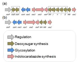 (a) Streptomyces sp. TP-A0274 (b) Streptomyces rubrolavendulae. MJM4426 의 staurosporine gene cluster