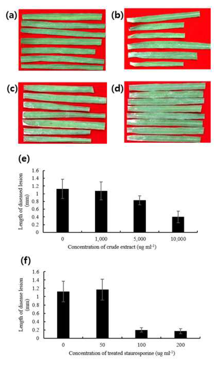 Effect of MJM4426 crude extract and staurosporine treatment on bacterial blight under greenhouse conditions. Rice plants of 6 weeks without any treatment (a), or inoculated with Xoo (b) showing severe bacterial blight symptoms, significant reduction after treated with crude extract at the concentration of 10,000 μg ml-1 (c), or staurosporine at the concentration of 200 μg ml-1 (d). Bacterial blight disease was suppressed in a dose dependent manner when treated with different concentration of crude extracts (e), or staurosporine (f).