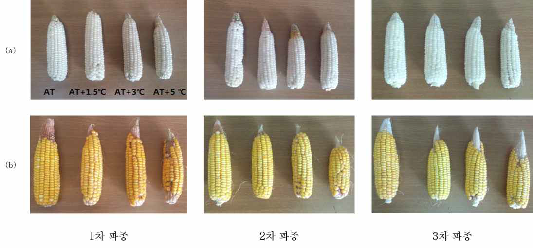 2014년 파종시기 및 온도처리에 따른 찰옥1호 (a)와 JUNDA6 (b)의 수확기 이삭 크기 및 종실 형성