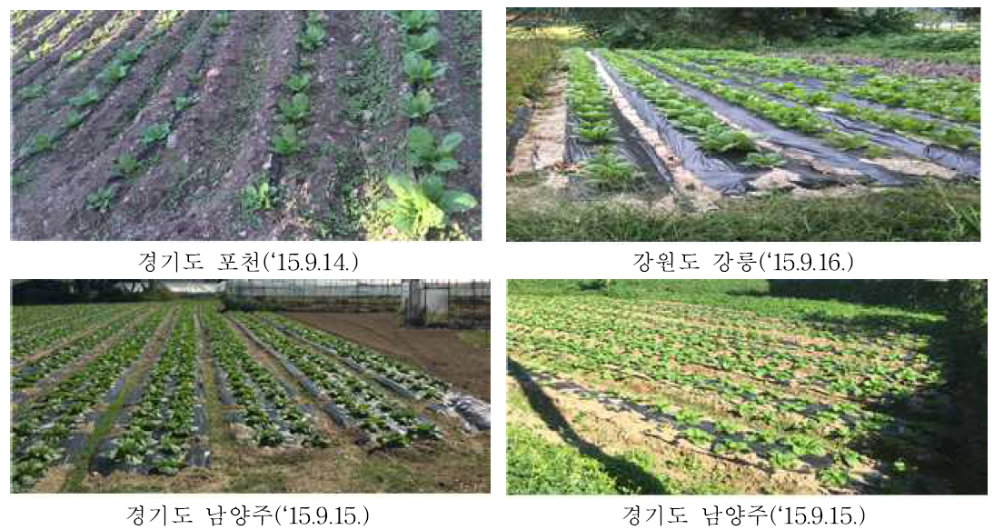 비슷한 시기의 배추재배지도 지역, 농가에 따라 재배방법과 생육시기가 다양함.