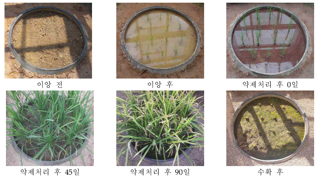 시험기간 중 논토양 lysimeter 전경