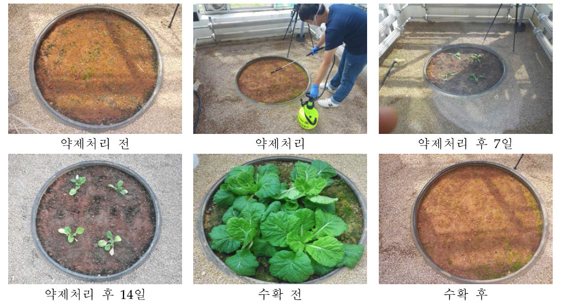 시험기간 중 밭토양 lysimeter 전경