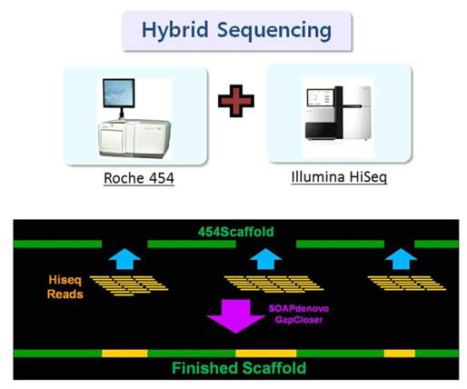 인삼 뿌리썩음병원균 유전체 분석을위한 Hybrid sequencing 모식도