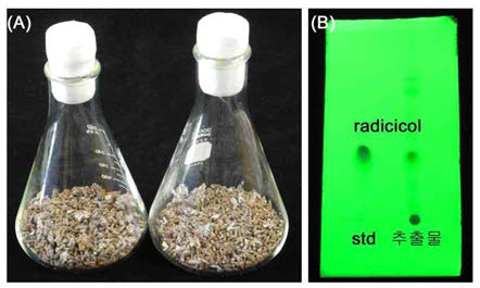 인삼뿌리썩음병원균 쌀배양(A)을 이용한 라디시콜 추출(B)