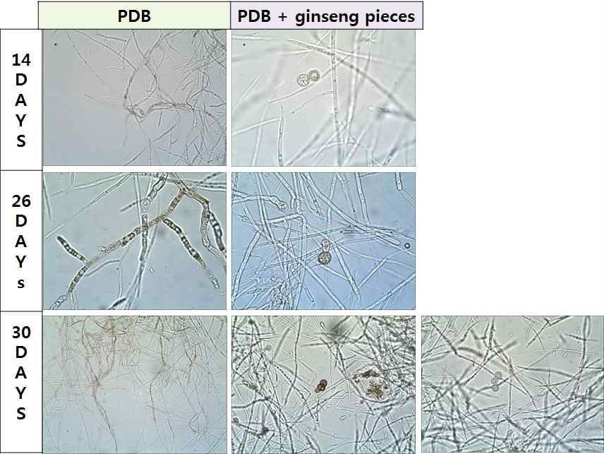 PDB(potato dextrose broth)에서 인삼뿌리썩음병원균의 후벽포자 생성능