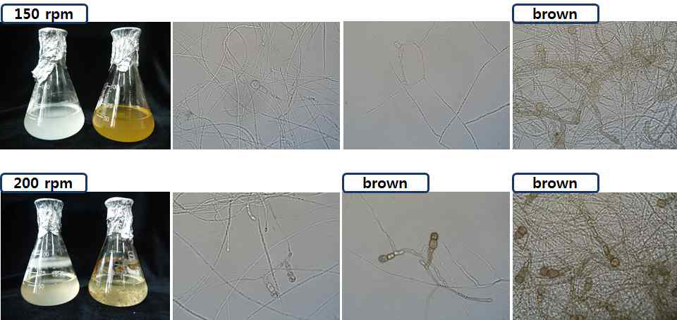 MCMM에서 인삼뿌리썩음병원균의 후벽포자 생성능