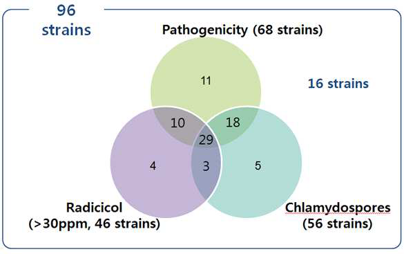 인삼뿌리썩음병원균 집단의 병원성, 독소생성능, 후벽포자생성능