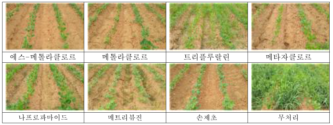 1차 선발 시험에서 선발된 토양처리제 6종의 약효 및 약해