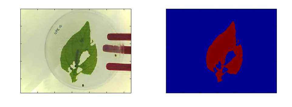 담배거세미나방 유충의 섭식 영상(좌)과 면적 계산을 위한 이진화 영상(우)