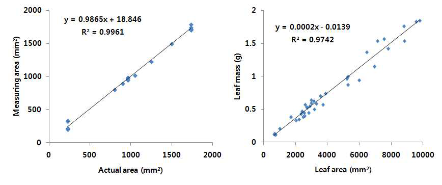 실제 잎 면적과 측정 면적 비교(좌, n=24)와 피망 잎 면적과 무게 상관관계(우, n=39)