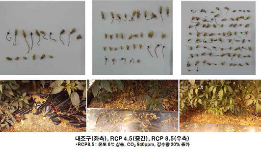 처리별 고추 낙화수(상)와 지면에 떨어진 모습(하)